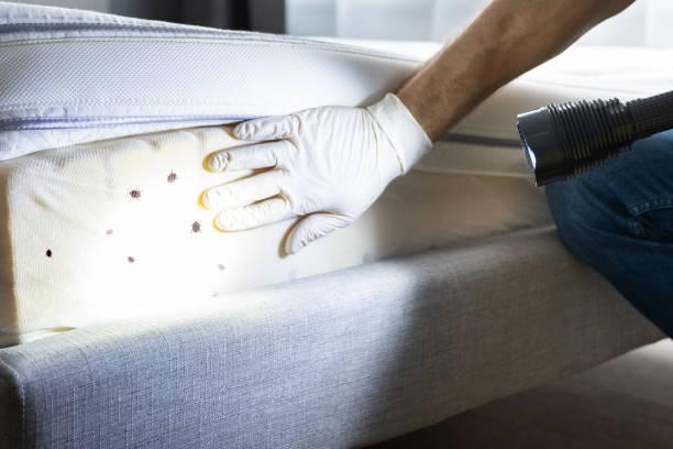 Best Flea Control Services  in Archbold, OH